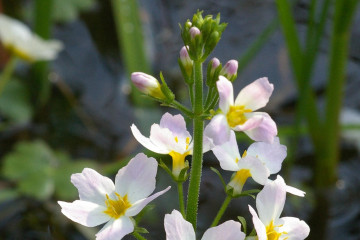 34 Water Violet